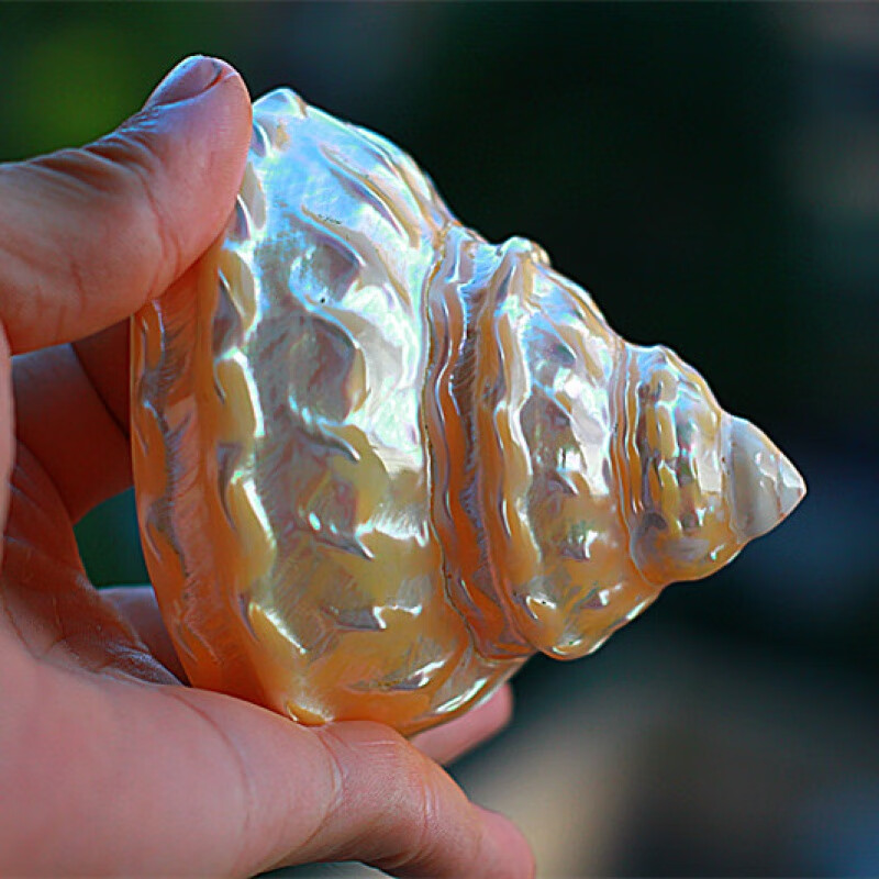 绿泊然天然海螺贝壳摆件珊瑚 荧光珍珠塔螺夜光塔螺 标本螺收藏礼品