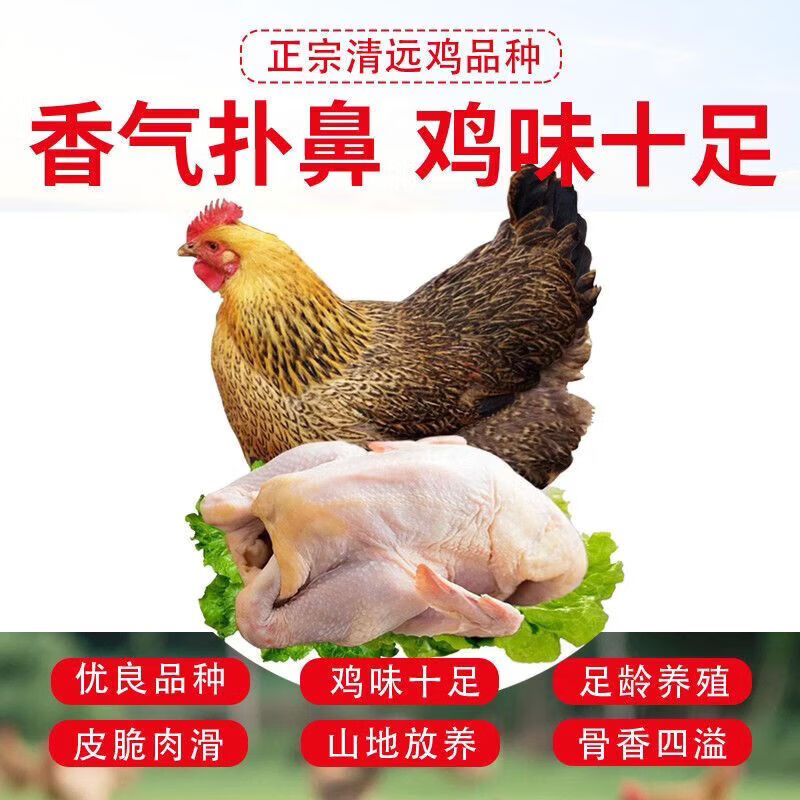 顺丰直达清远鸡宫清皇清远鸡黄鸡黄油鸡土鸡白切鸡烤鸡盐焗鸡食材 一只重2.65-2.75斤