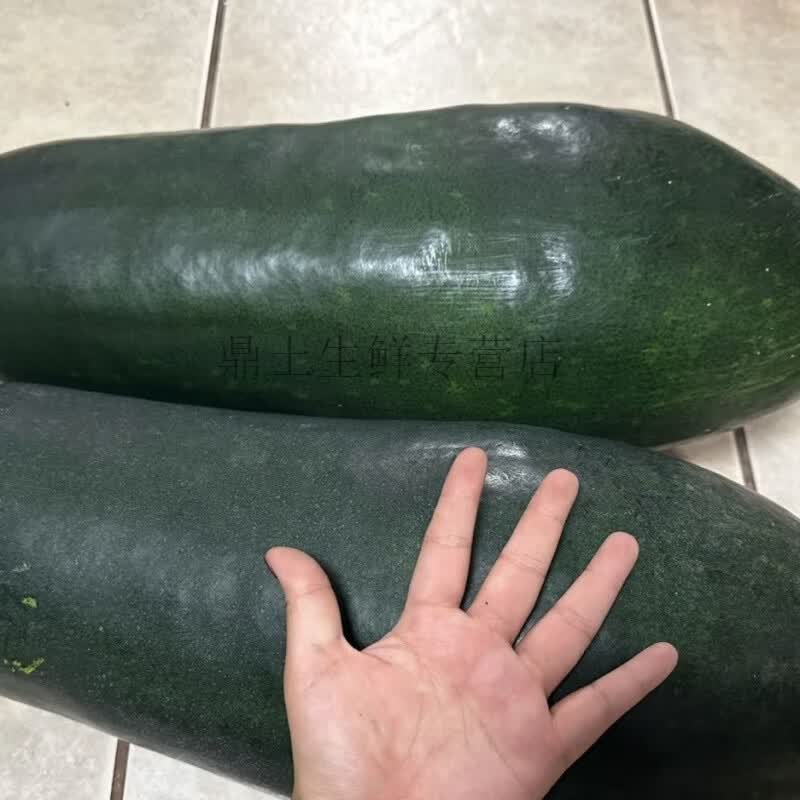 黑皮大冬瓜现摘新鲜大个纳凉解暑适合全家健康食用 青皮现摘大冬瓜18斤 18斤