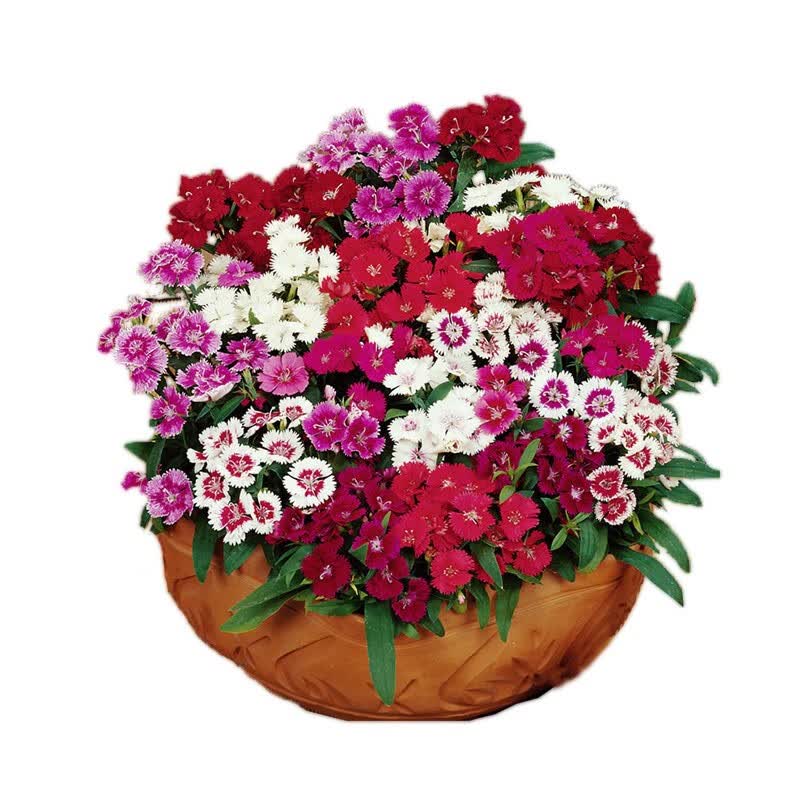 阳澄约定五彩石竹花种籽子四季开花满天星向日葵种孑美国常夏欧石竹