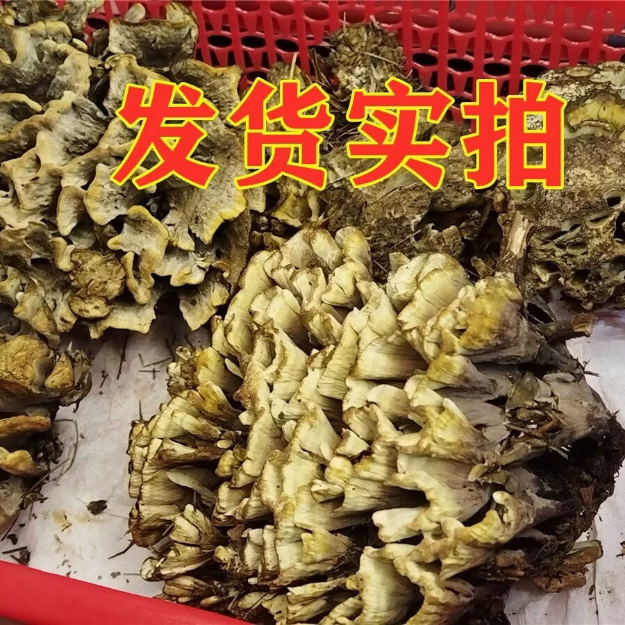 干巴菌新鲜云南特产干巴菌新鲜蘑菇马云南野生菌顺丰空运现货2025 1080g精品质量干巴菌