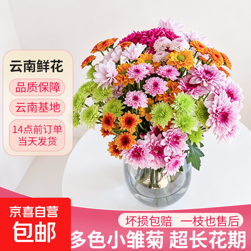 【小雏菊】云南鲜花基地直发夏季耐养长花期 随机混色小雏菊50CM5枝