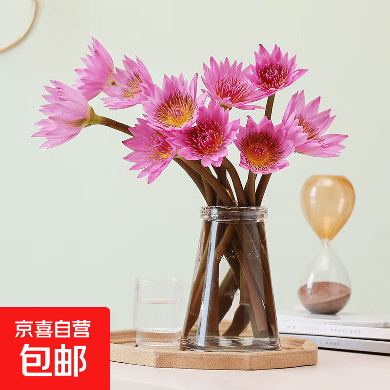 睡莲鲜切花鲜花基地现采广州直发带花苞家庭室内养护礼物花材5 随机色睡莲10枝（京东快递）