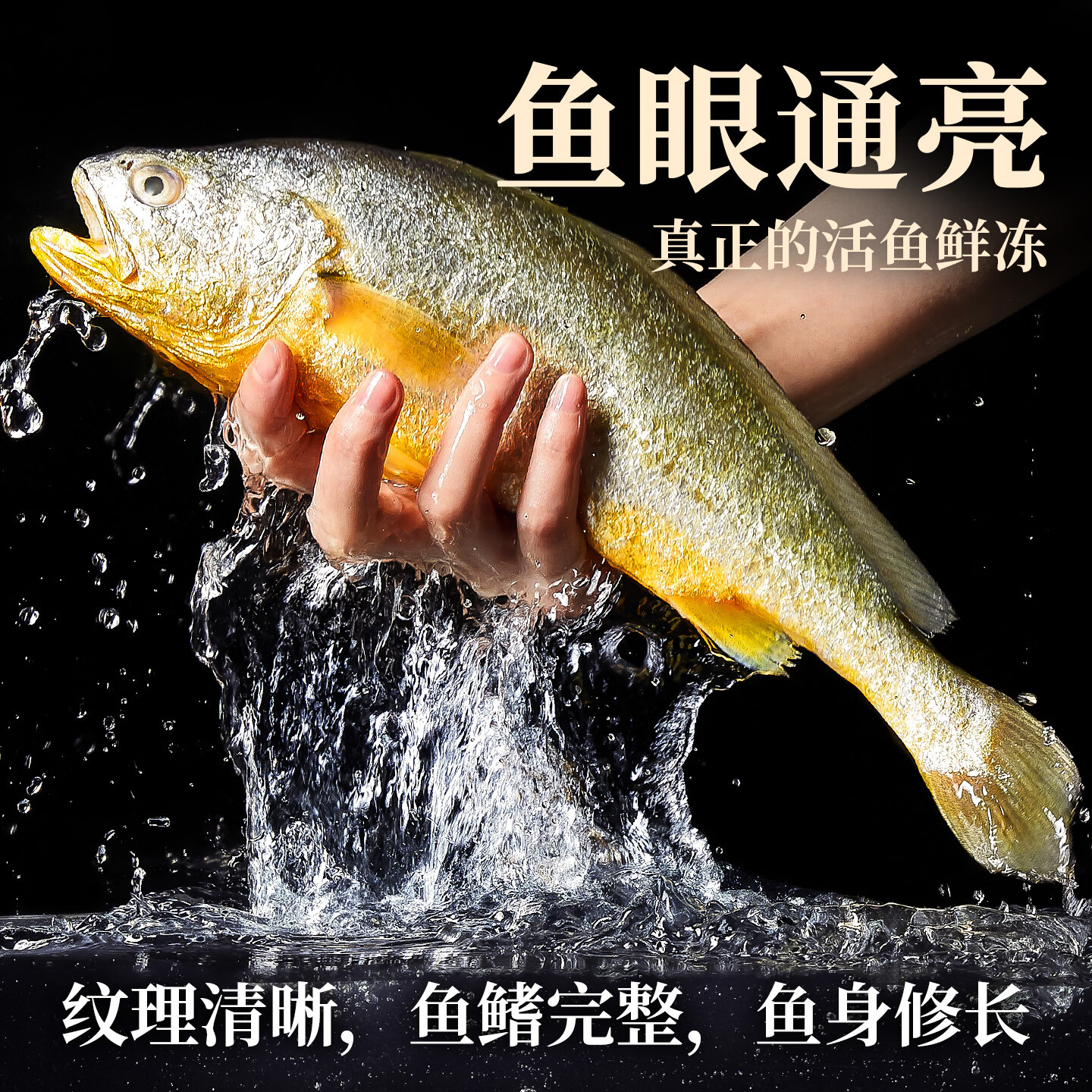 昌鲜园舟山海鲜大黄鱼礼盒半野生黄花鱼鲜活冷冻生鲜商务团购礼包送长辈 4条礼盒装【每条约1.2斤】