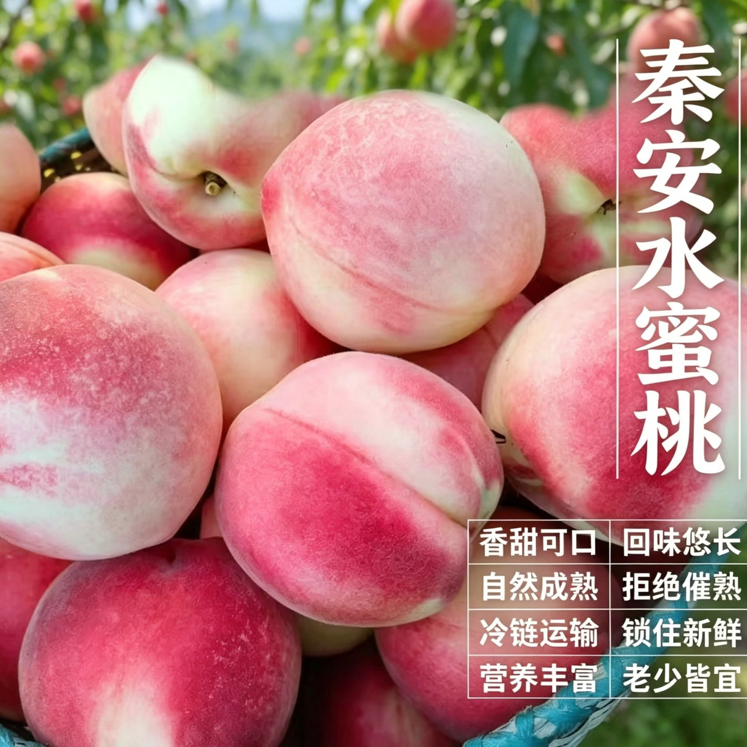 甘肃天水秦安水蜜桃正宗北京7号水蜜桃金奖礼盒整箱航空包邮 9枚特大果，单果6-7两，送礼佳品，高档礼盒