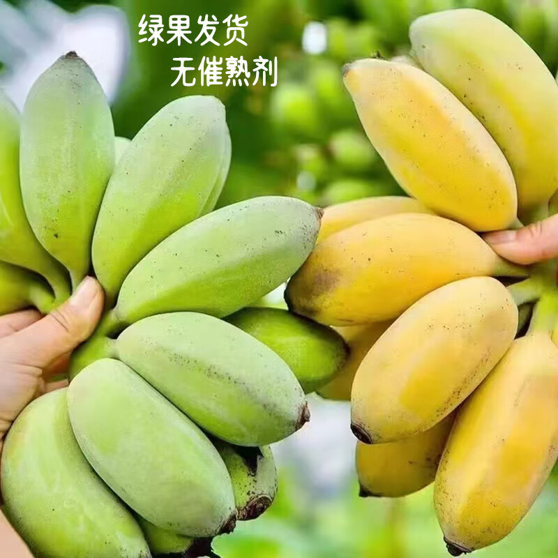 时寐苹果蕉广西苹果蕉新鲜现摘现发整箱香蕉不打催熟剂果孕妇小孩香蕉
