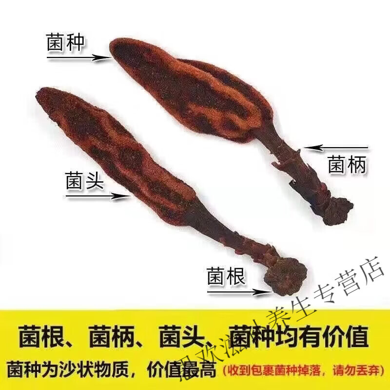 同仁堂药房同款正宗回春草云南深山不老草顶天柱男性滋补泡水泡酒 无硫野生回春草 500g*2包