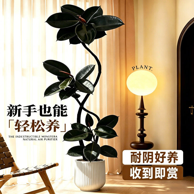 叹为观止 大型盆栽 单杆辫子发财树天堂鸟绿萝散尾葵办公室内开业乔迁礼品 黑金刚1.5-1.7米【黑色圆球盆】 含盆