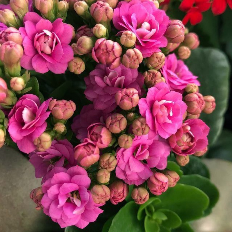 中梦  长寿花重瓣大花鲜花家用家养花卉室内 深紫色 嘉宝 含原盆