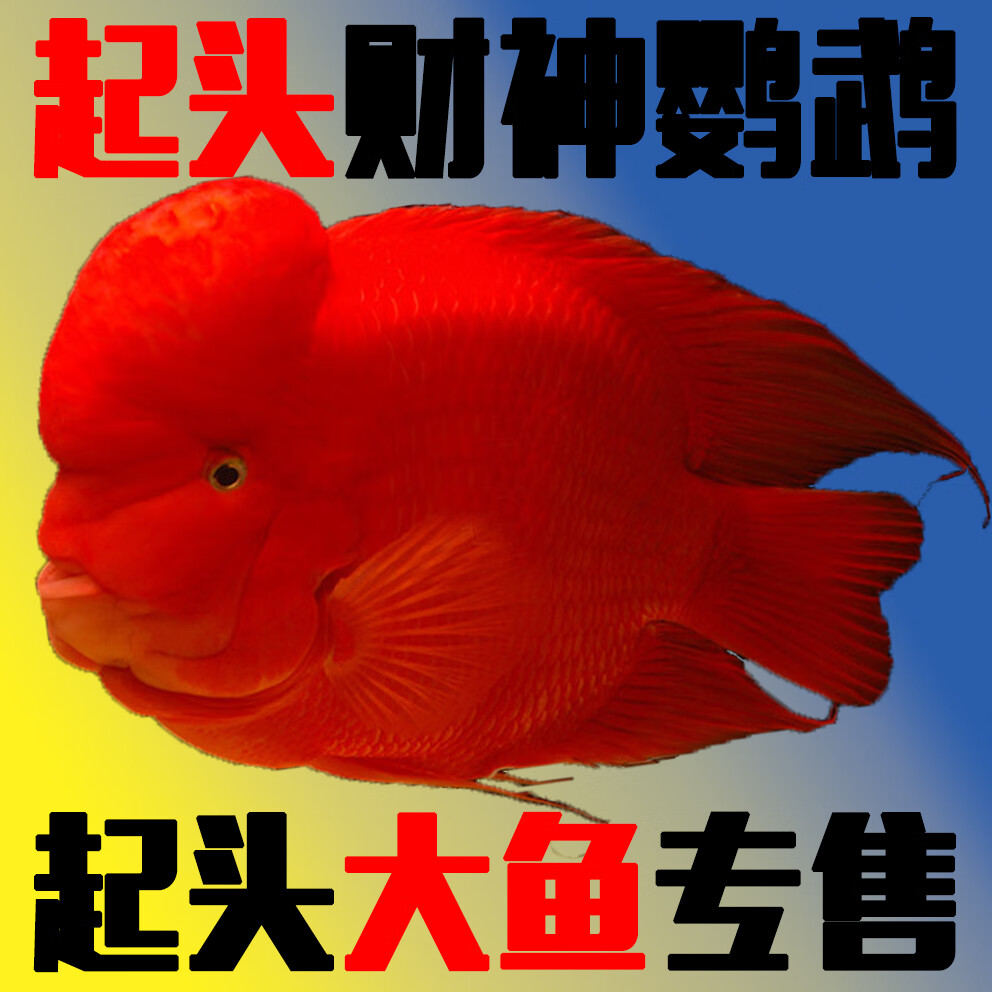 活卿客起头红财神鱼元宝热带观赏鱼活体发财鱼淡水血苗 红财神 9-11cm