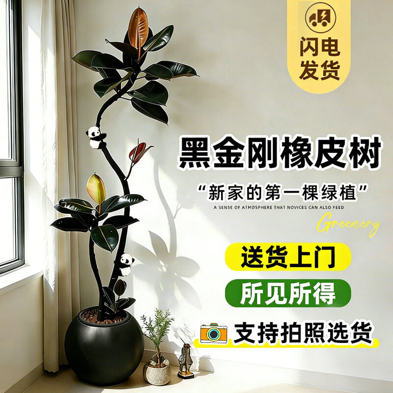 叹为观止 大型盆栽 单杆辫子发财树天堂鸟绿萝散尾葵办公室内开业乔迁礼品 黑金刚1.5-1.7米【黑色圆球盆】 含盆
