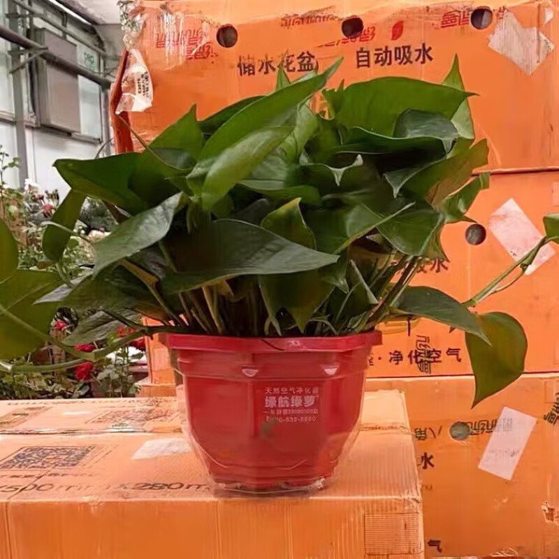 大叶长藤绿箩室内新房吸甲醛净化空气办公室桌面 180#绿航2盆(八角盆)