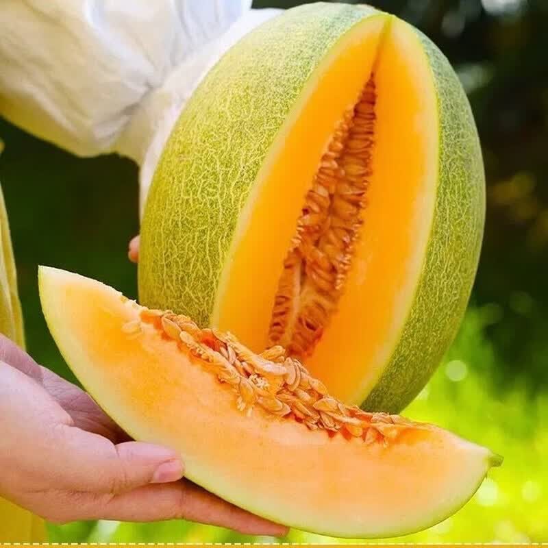 新疆正宗哈密瓜新鲜水果吐鲁番火焰西州蜜25号蜜瓜特产顺丰包邮 【顺丰包邮】2枚7-8斤【哈密直发家庭装】