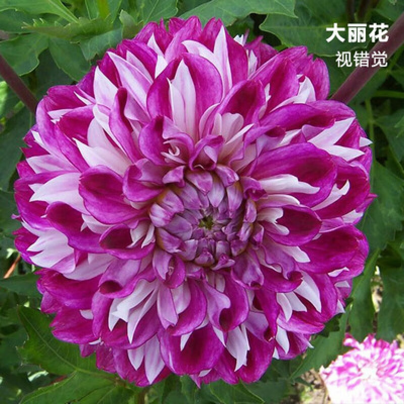 欧悟大丽花球根花卉地瓜花 大丽花种球花 庭院阳台盆栽地栽绿植花卉