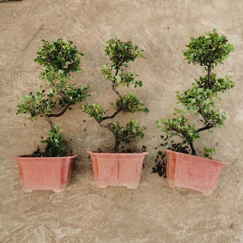 牵挂 珍珠梅盆栽盆景造型室内外开花绿色植物带s弯的造型植物室内室外