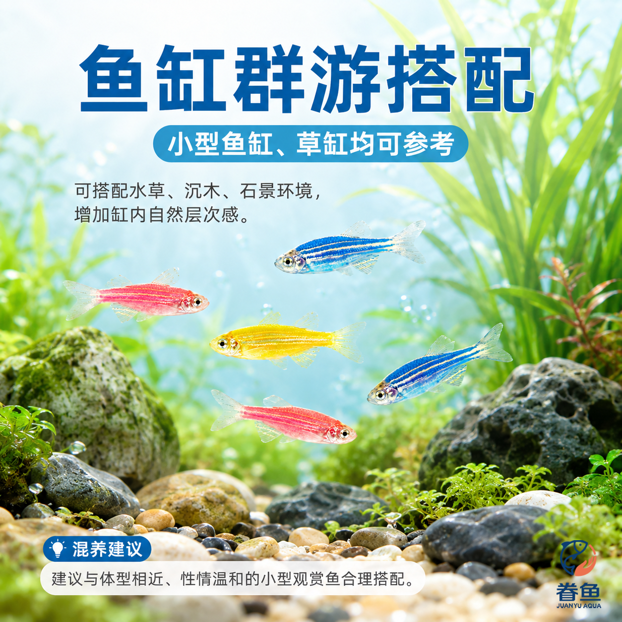 眷鱼七彩斑马鱼【顺丰发货】观赏鱼新手好养小型热带鱼群游淡水鱼 【顺丰包邮】2-3cm黄色斑马鱼13条 送鱼粮