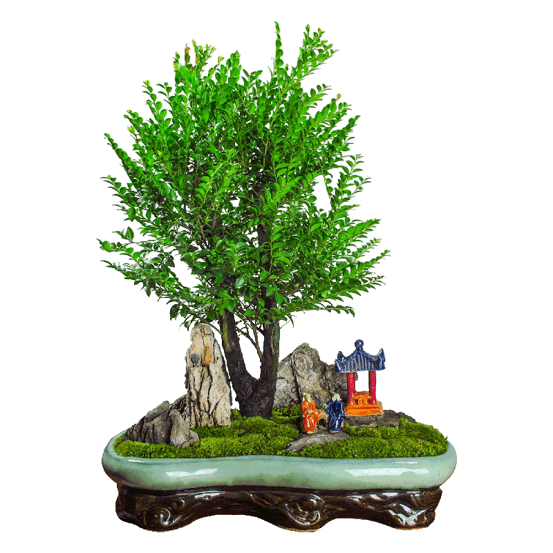 祺典小葉紫檀盆景植物辦公室內(nèi)四季常青樹盆栽苗花卉老樁老根木本綠植 修身養(yǎng)性、紫檀+雞翅木底座