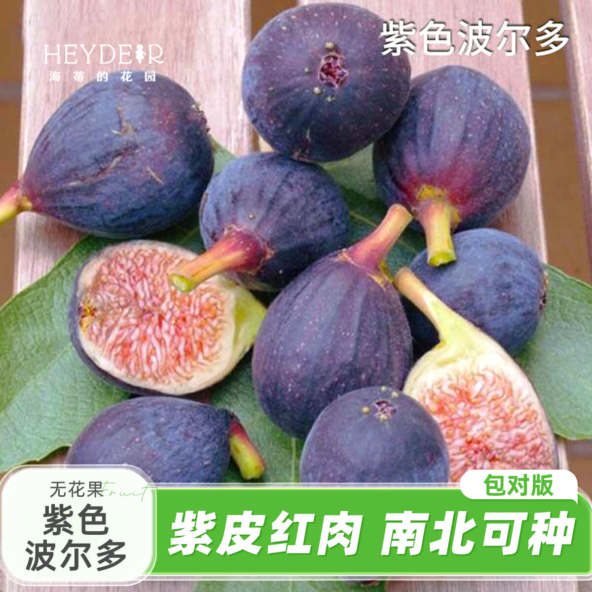 海蒂的花园旗舰店无花果树苗盆栽芭劳奈大果地栽矮化当年结果南北方种植对版 无花果紫色波尔多13cn盆