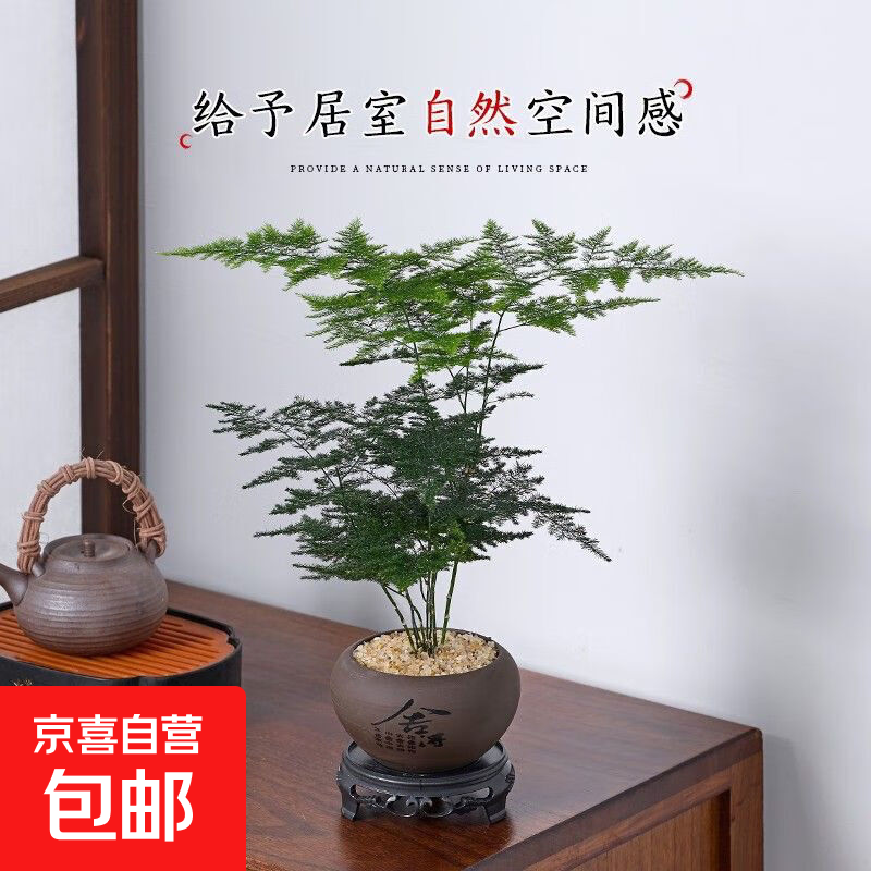 文竹盆栽绿植花卉盆景植物室内客厅水培文松云竹文竹大苗四季常青 文竹+舍得陶瓷盆+塑料圆底托 高度15-25cm