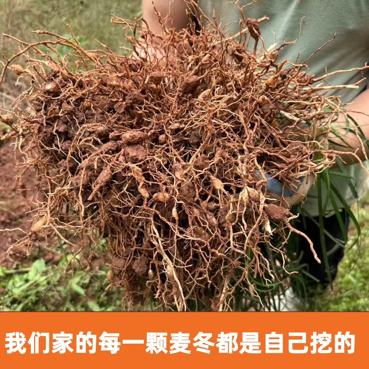 四川深山野生川麦冬农户自挖无硫熏染自然晒干深山川麦冬泡水煲汤 野生川麦冬 250g*2袋