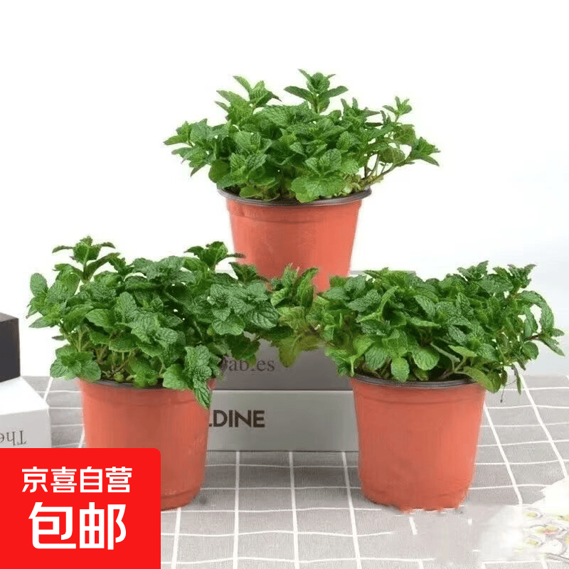 薄荷秧苗室内植物盆栽水培柠檬薄荷叶迷迭香驱蚊绿植好养每盆12颗 薄荷苗1盆