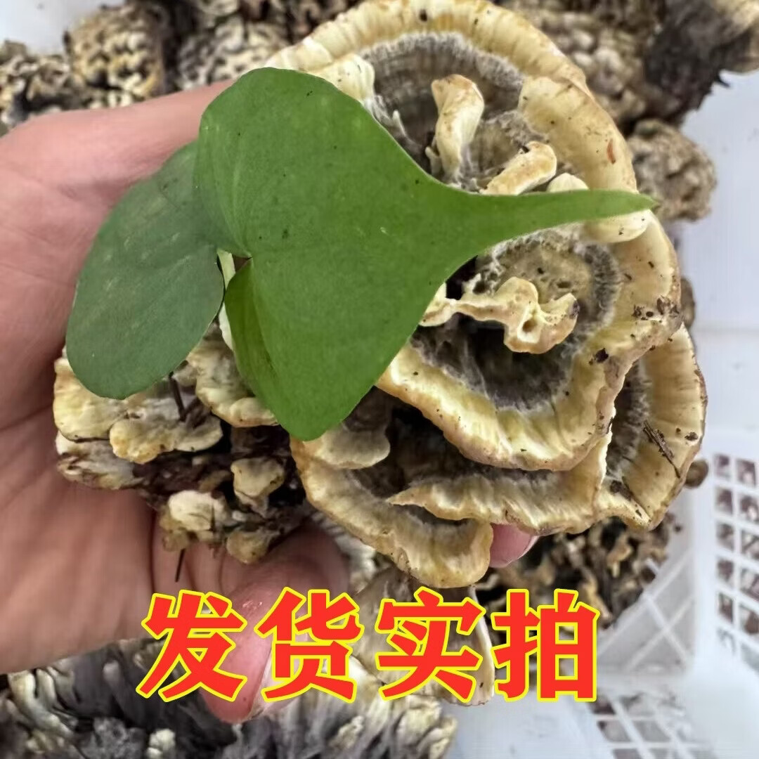 干巴菌新鲜云南特产干巴菌新鲜蘑菇马云南野生菌顺丰空运现货2025 1080g精品质量干巴菌