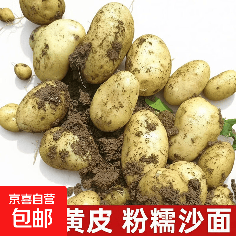 当季新鲜现挖黄心土豆蔬菜现采现发马铃薯地蛋美味营养好吃蔬菜 1斤-小果-乒乓球大小(带箱)