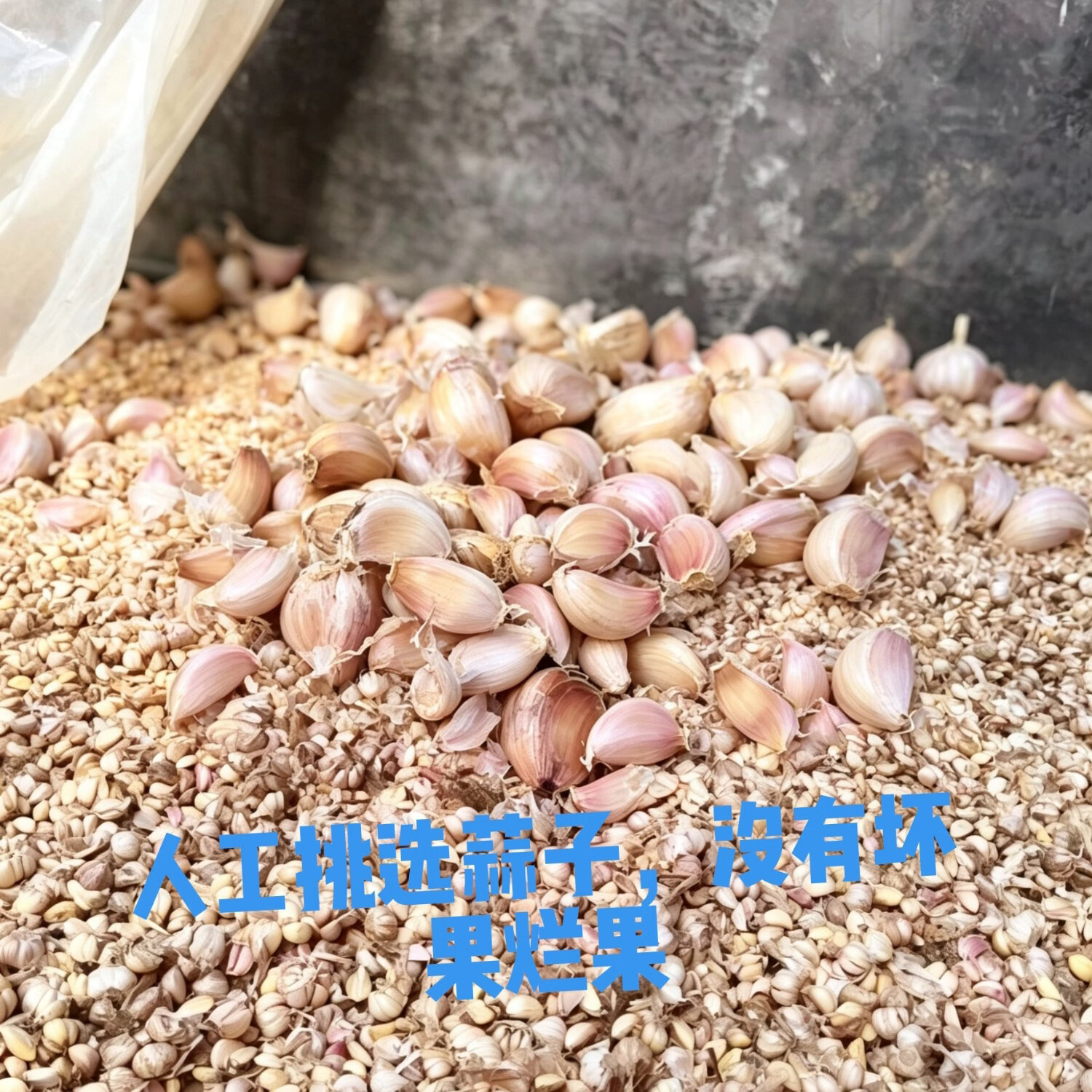 蒜瓣蒜子人工挑选蒜子可用可做种蒜 五斤净重装