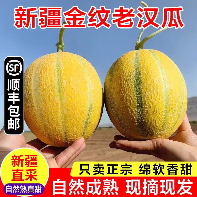 正宗新疆吐鲁番金纹老汉瓜新鲜水果现摘哈密瓜 4-5斤【净重】一个瓜