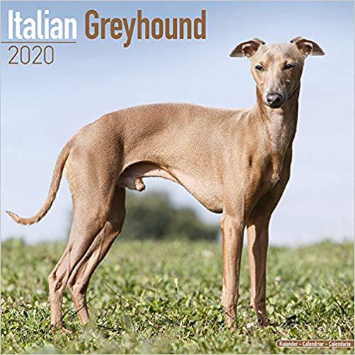 【预订】italian greyhound calendar 2020