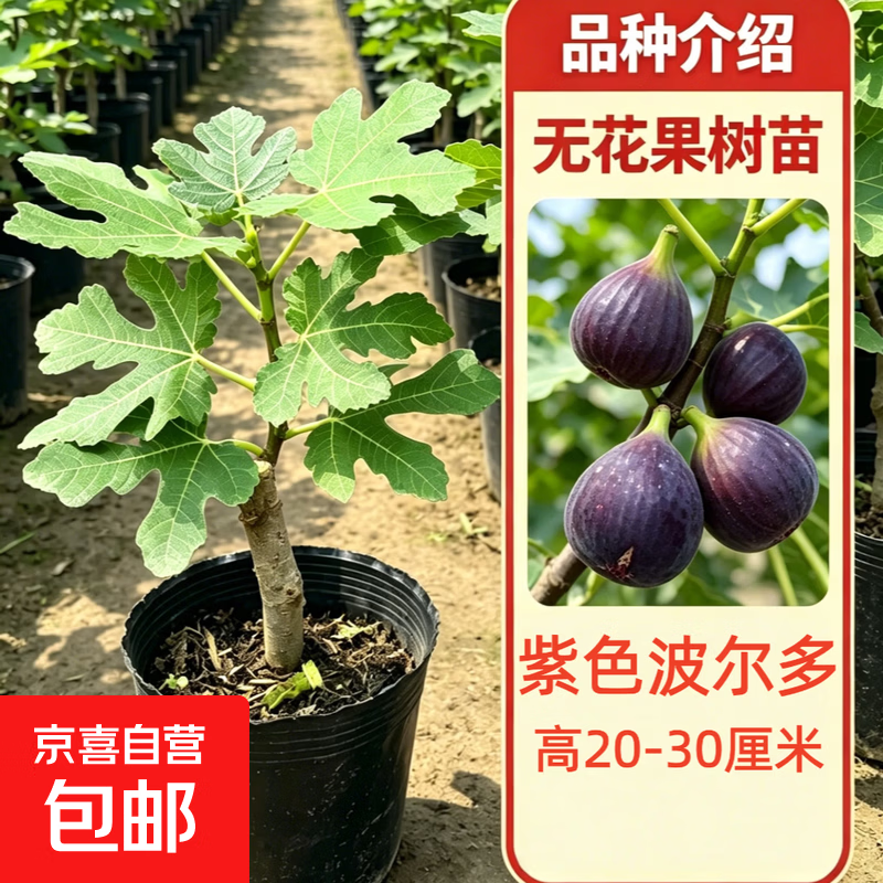 无花果树苗波姬红苗阳台盆栽带土带叶南北方种植树地栽四季可种植 【精品果苗 带叶带土】紫色波尔多20-30厘米