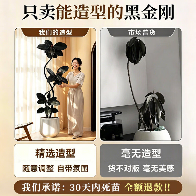 叹为观止 大型盆栽 单杆辫子发财树天堂鸟绿萝散尾葵办公室内开业乔迁礼品 黑金刚1.5-1.7米【黑色圆球盆】 含盆