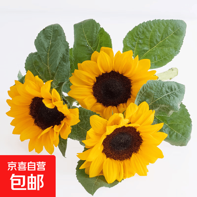 【今日特价】向日葵鲜花云南鲜花基地直发家用水养插花花束鲜花 向日葵3枝 中大花 中大花向日葵
