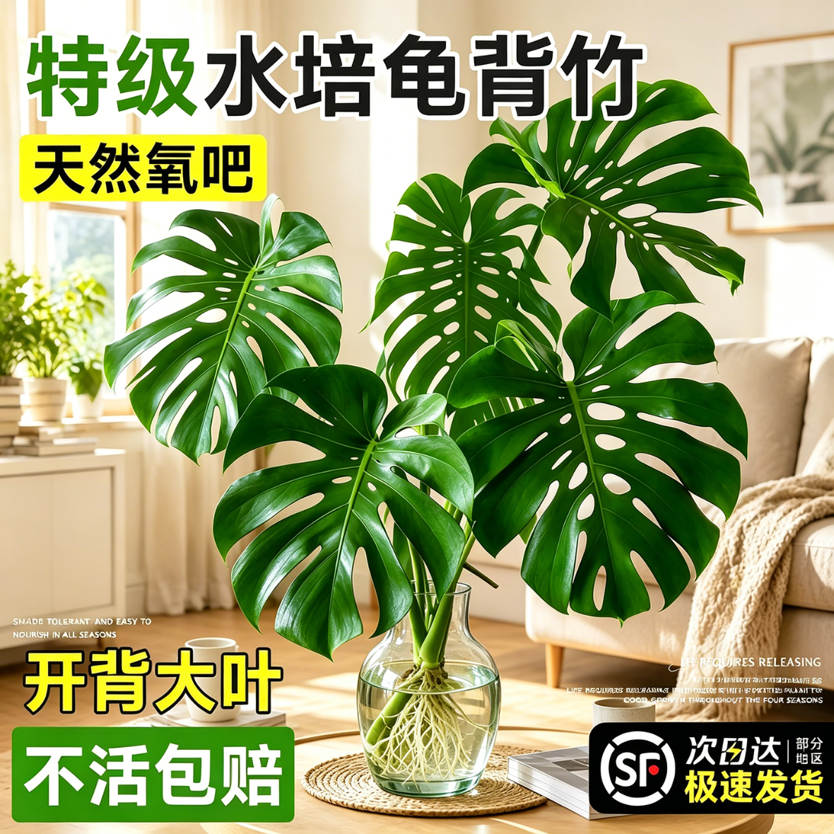 静黛轩龟背竹水培老桩大叶桌面水养绿植物高级感客厅四季好养易活除甲醛 【6A级龟背竹2枝】高40-50cm 不含花瓶
