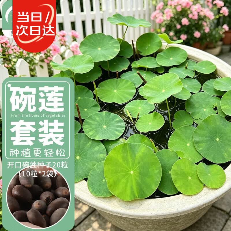 寿禾 碗莲种子已开口水培鱼缸装饰好养四季开花 碗莲2包20粒(10粒/包)
