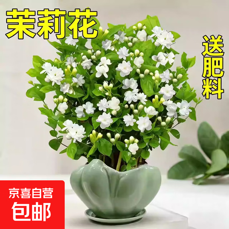 重瓣茉莉花盆栽带花苞四季开花阳台窗台庭院开花浓香型花卉绿植 【花期带花】茉莉花中盆5-7颗+送肥料