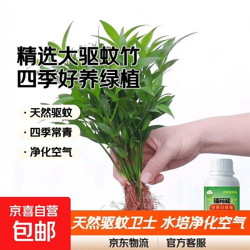 竹柏驱蚊竹水培植物室内客厅水养绿植花卉盆栽办公室桌面四季好养 精选大驱蚊竹10棵+营养液