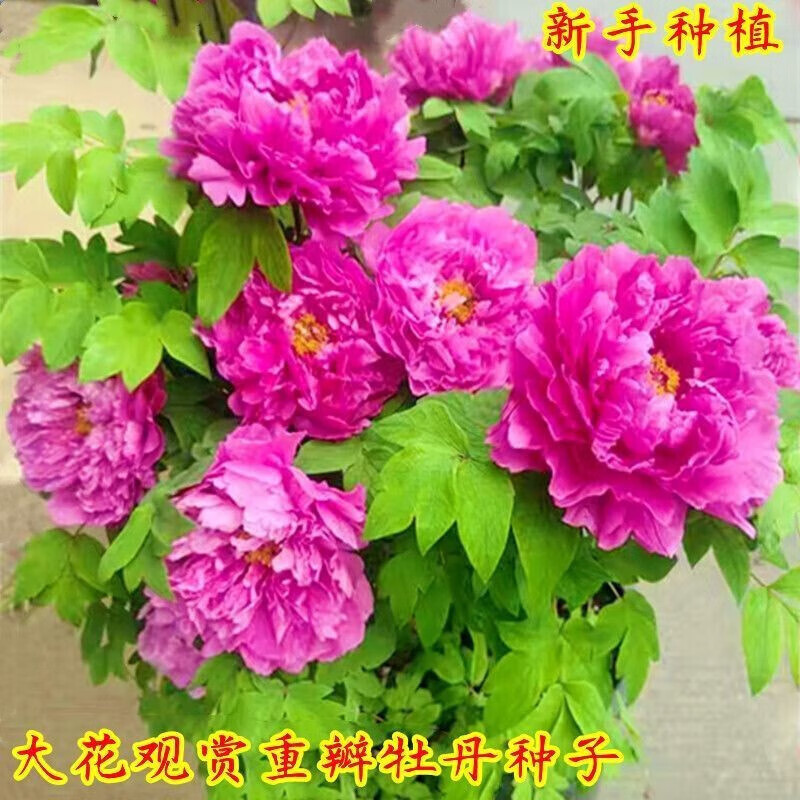 卓天(zhuotian)重瓣牡丹花种子洛阳芍药花富贵花种籽盆栽室内庭院