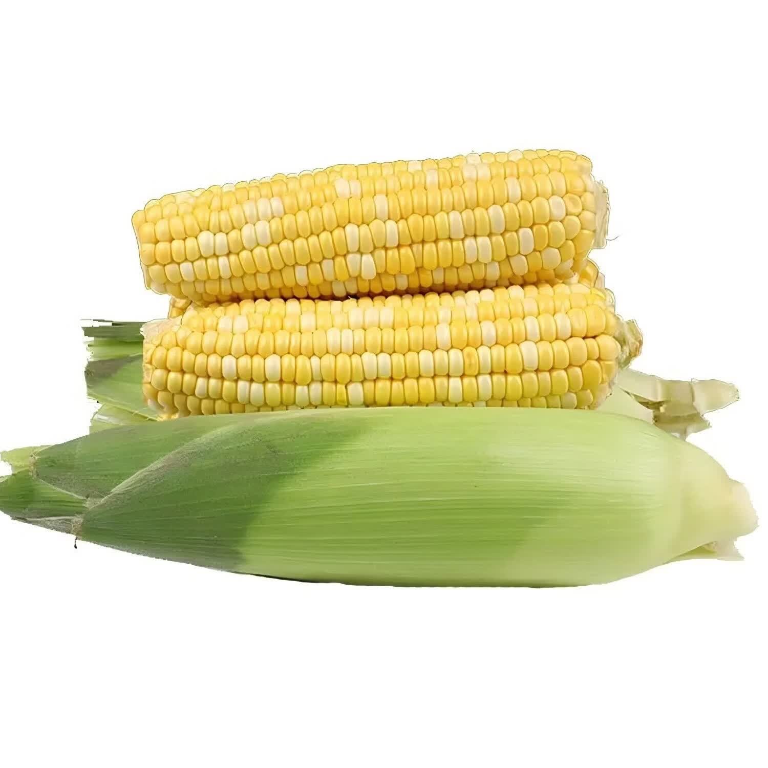 【京东物流送货到家】现摘生吃爆浆水果玉米孕妇苞谷棒即食嫩蔬菜 5斤