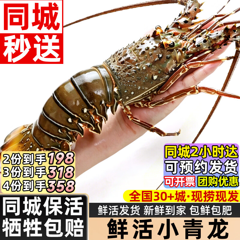 海仙津【同城保活】鲜活小青龙 生鲜虾类鲜活大虾龙虾 海鲜水产礼盒 大号小青龙150-200g*1只【闪送保活】
