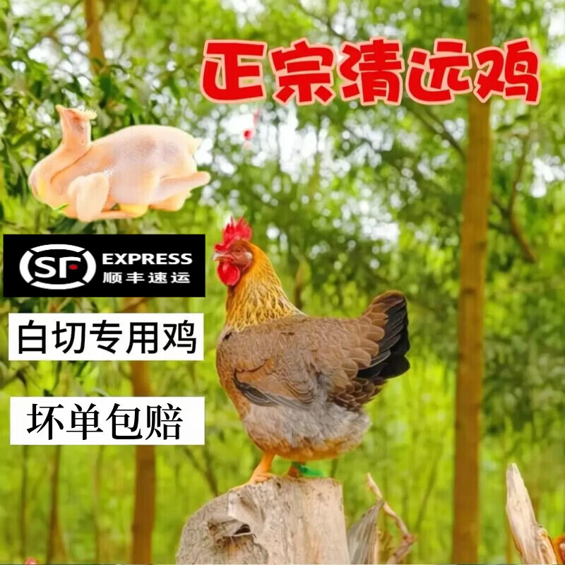 顺丰直达清远鸡宫清皇清远鸡黄鸡黄油鸡土鸡白切鸡烤鸡盐焗鸡食材 一只重2.65-2.75斤