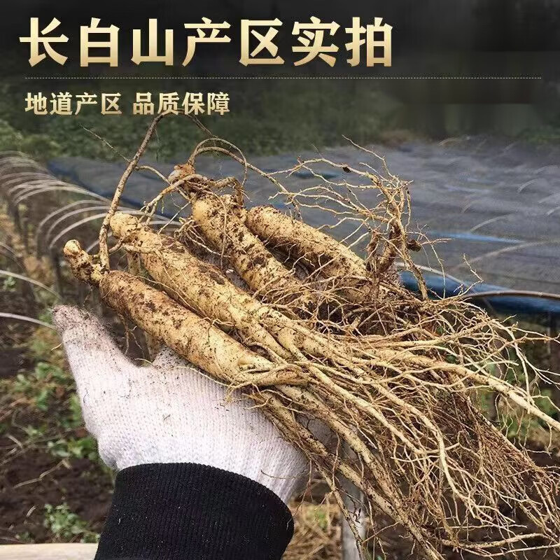 同仁堂(TRT)正宗长白山精选人参新鲜干货中药材人参整根野山参煲汤泡酒补元气 精选长白山人参 250g*8盒
