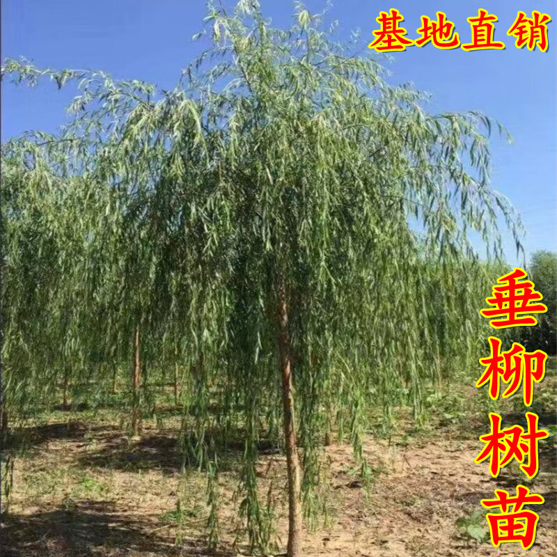 竹柳树苗垂柳小苗养金蝉柳树苗河边道路农田种植 青柳竹柳一米高以上