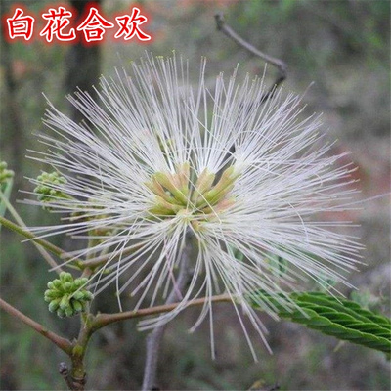 花卉植物芙蓉树南北方遮阴树木别墅工程行道绿化苗 白花合欢2公分粗