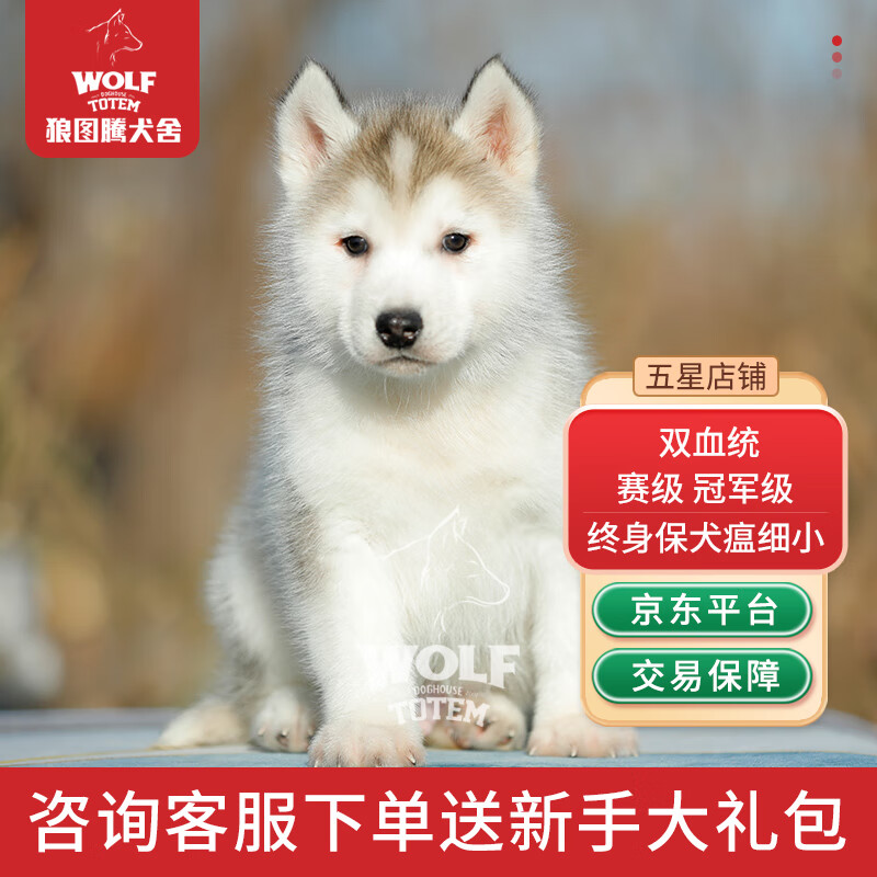 京狼图腾哈士奇幼犬身体健康状况如何？插图