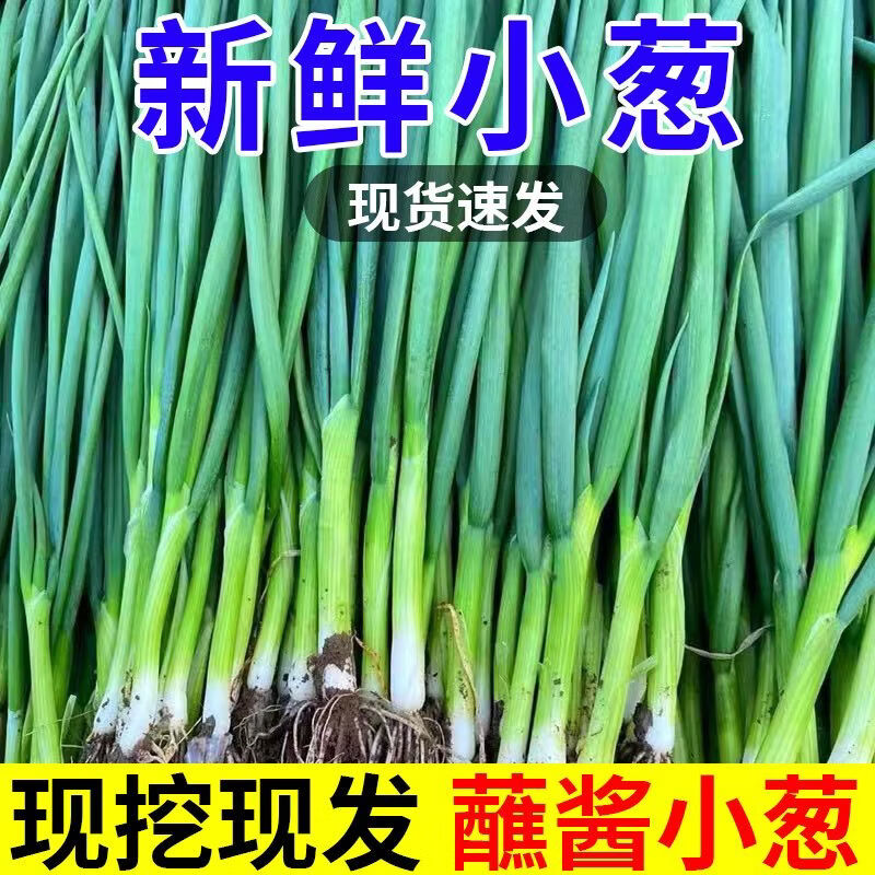 香葱蘸酱菜新鲜细四季小香葱根苗葱现挖现发农家自种 新鲜小葱 3斤