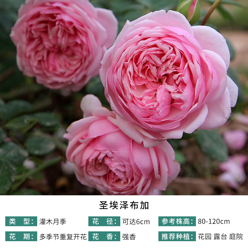 天狼月季【灌木丰花】2.