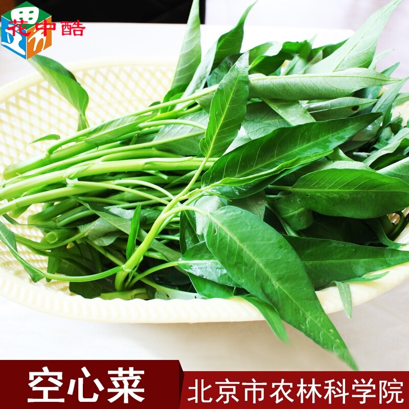 花中酷 阳台盆栽 空心菜种子 蔬菜种子 空心菜约100粒