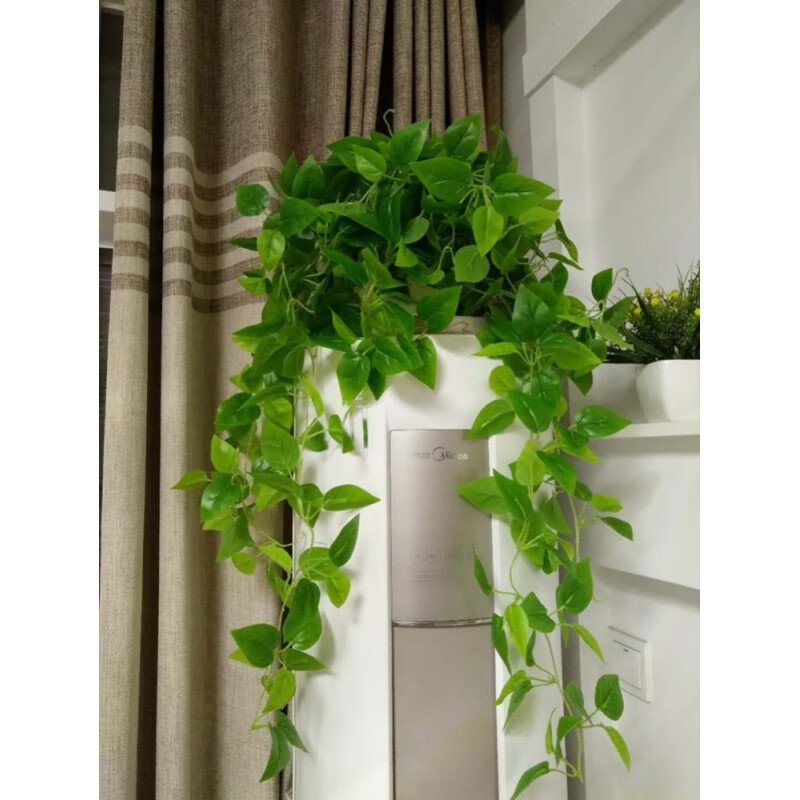 立式空调上面的装饰品空调上的装饰花吊兰大叶子绿萝绿植客厅大盆