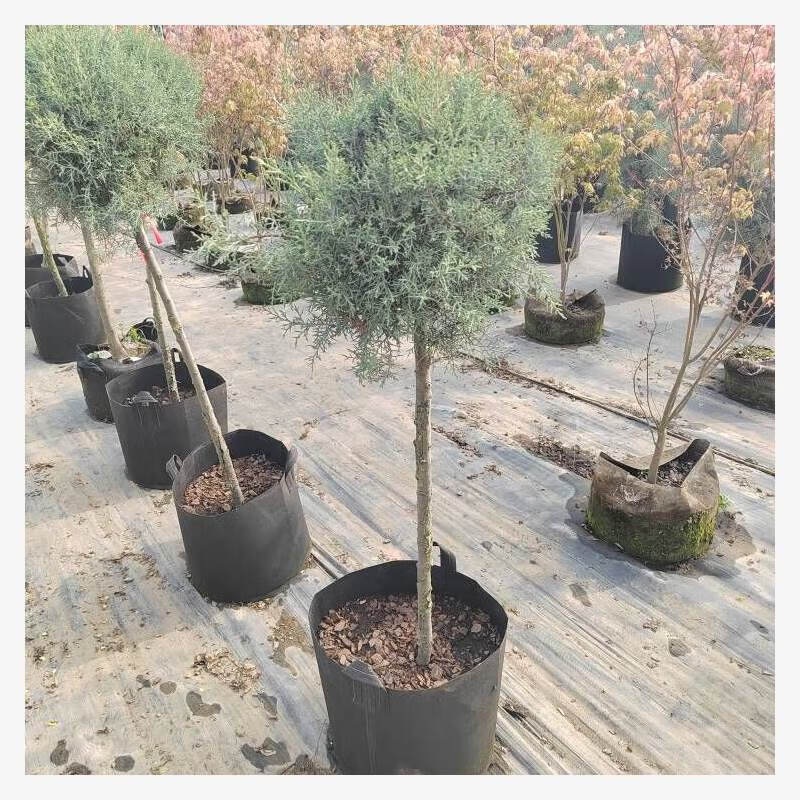 植物蓝冰柏深色系棒棒糖湖蓝色品种耐寒品种四季常青 蓝冰柏棒棒糖高